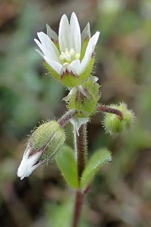 Cerastium semidecandrum, Sand-Hornkraut