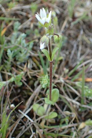 Cerastium semidecandrum \ Sand-Hornkraut, D Hockenheim 16.4.2019