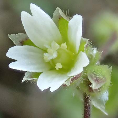 Cerastium semidecandrum \ Sand-Hornkraut, D Hockenheim 16.4.2019