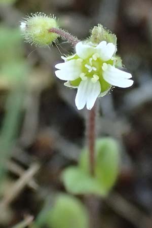 Cerastium semidecandrum \ Sand-Hornkraut, D Hockenheim 16.4.2019
