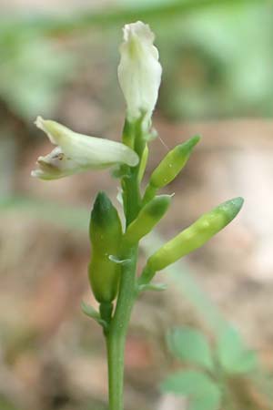 Ceratocapnos claviculata \ Rankender Lerchensporn / Climbing Corydalis, D Mannheim 13.5.2020