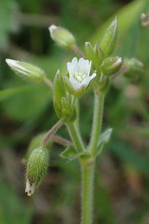 Cerastium holosteoides, Common Mouse-Ear