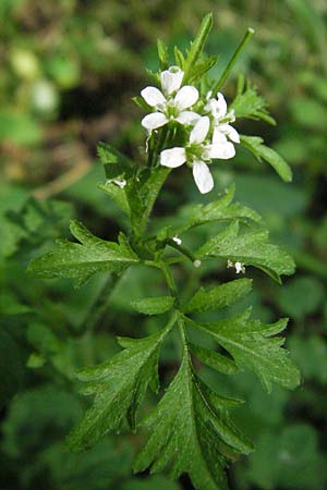 Cardamine flexuosa \ Wald-Schaumkraut, D Mannheim 19.8.2007