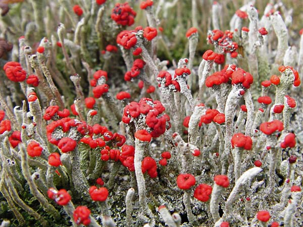 Cladonia floerkeana \ Rotfr�chtige Becher-Flechte / Red Pixie Cup, D Schwarzwald/Black-Forest, Kniebis 5.8.2015