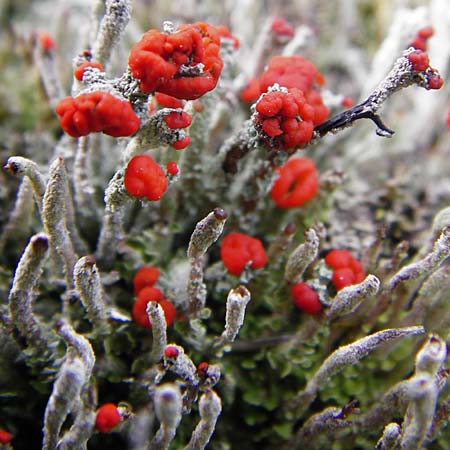 Cladonia floerkeana \ Rotfr�chtige Becher-Flechte / Red Pixie Cup, D Schwarzwald/Black-Forest, Kniebis 5.8.2015