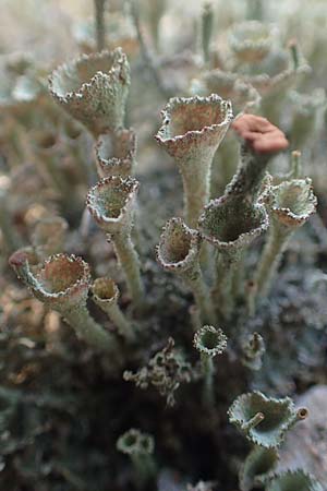 Cladonia floerkeana \ Rotfr�chtige Becher-Flechte / Red Pixie Cup, D Mannheim 9.9.2015