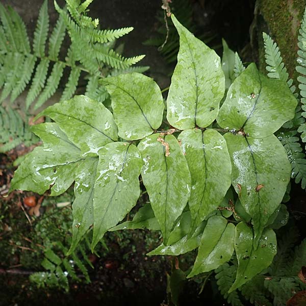 Cyrtomium fortunei var. clivicola, Fortunes Sichelfarn