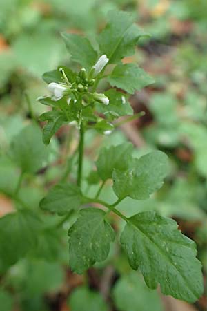 Cardamine flexuosa \ Wald-Schaumkraut, D Bochum 7.10.2018