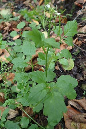 Cardamine flexuosa \ Wald-Schaumkraut, D Bochum 7.10.2018