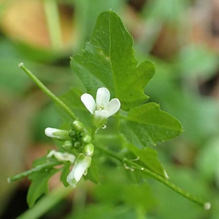 Cardamine flexuosa \ Wald-Schaumkraut, D Bochum 7.10.2018