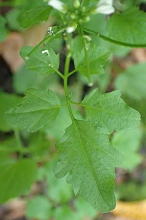 Cardamine flexuosa \ Wald-Schaumkraut, D Bochum 7.10.2018