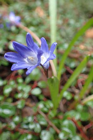 Scilla sardensis \ Sardes-Schneeglanz, Dunkle Sternhyazinthe / Sardes Glory of the Snow, D Hagen 11.3.2019