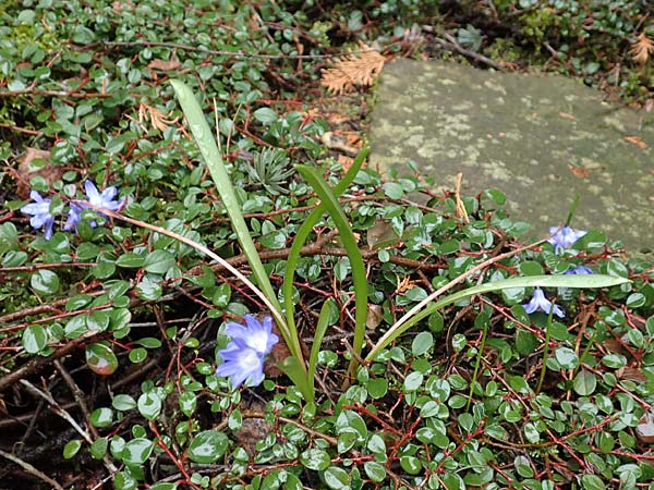 Scilla sardensis \ Sardes-Schneeglanz, Dunkle Sternhyazinthe / Sardes Glory of the Snow, D Hagen 11.3.2019