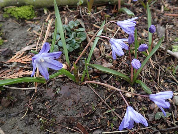 Scilla sardensis \ Sardes-Schneeglanz, Dunkle Sternhyazinthe / Sardes Glory of the Snow, D Hagen 11.3.2019