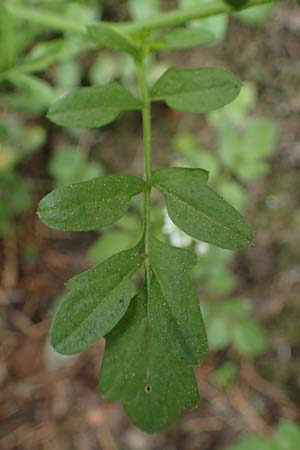 Cardamine flexuosa \ Wald-Schaumkraut, D Trippstadt 23.4.2022
