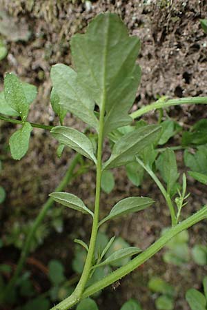 Cardamine flexuosa \ Wald-Schaumkraut, D Trippstadt 23.4.2022