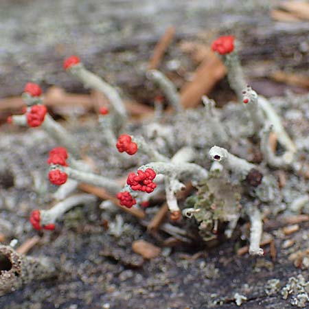 Cladonia floerkeana \ Rotfr�chtige Becher-Flechte / Red Pixie Cup, D Schwarzwald/Black-Forest, Hornisgrinde 28.7.2022