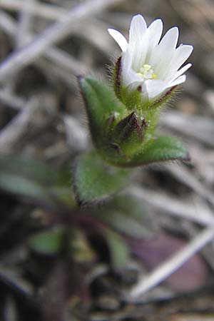 Cerastium glutinosum \ Bleiches Hornkraut, D Mannheim 13.4.2013