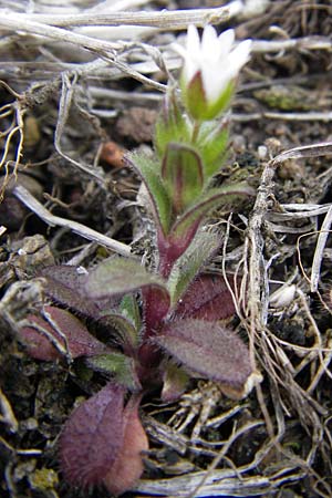 Cerastium glutinosum \ Bleiches Hornkraut, D Mannheim 13.4.2013