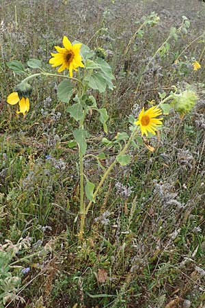 Helianthus annuus \ Sonnenblume / Sunflower, D Mosbach-Eisenbusch 8.9.2015