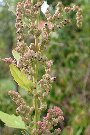 Chenopodium x reynieri \ Hybrid-G�nsefu� / Hybrid Goosefoot, D Pforzheim 26.9.2015
