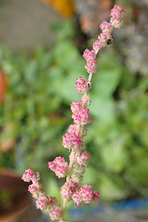 Chenopodium x reynieri \ Hybrid-G�nsefu� / Hybrid Goosefoot, D Pforzheim 26.9.2015