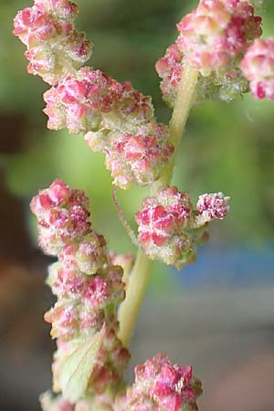 Chenopodium x reynieri \ Hybrid-G�nsefu� / Hybrid Goosefoot, D Pforzheim 26.9.2015