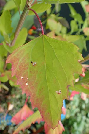 Chenopodium x reynieri \ Hybrid-G�nsefu� / Hybrid Goosefoot, D Pforzheim 26.9.2015