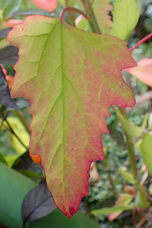 Chenopodium x reynieri \ Hybrid-G�nsefu� / Hybrid Goosefoot, D Pforzheim 26.9.2015