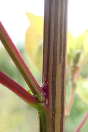 Chenopodium x reynieri \ Hybrid-G�nsefu� / Hybrid Goosefoot, D Pforzheim 26.9.2015