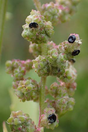 Chenopodium x reynieri \ Hybrid-G�nsefu� / Hybrid Goosefoot, D Pforzheim 26.9.2015