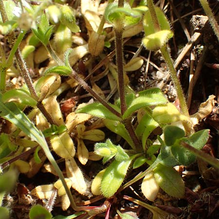 Cerastium glutinosum \ Bleiches Hornkraut, D Erlenbach am Main 28.4.2016