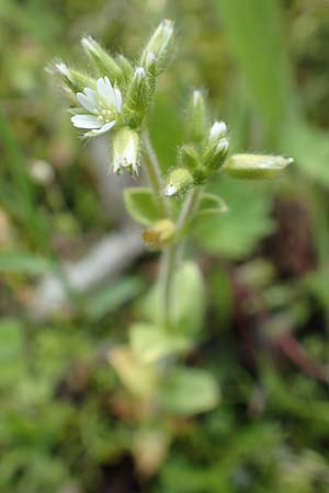 Cerastium glutinosum \ Bleiches Hornkraut, D W&ouml;rth am Main 28.4.2016