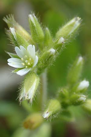 Cerastium glutinosum \ Bleiches Hornkraut, D W&ouml;rth am Main 28.4.2016