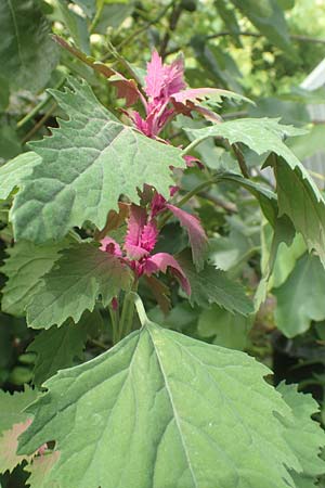 Chenopodium x reynieri \ Hybrid-G�nsefu� / Hybrid Goosefoot, D Pforzheim 26.6.2016