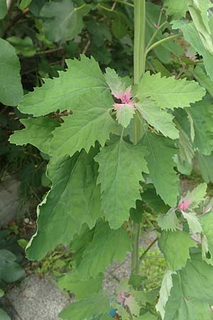Chenopodium x reynieri \ Hybrid-G�nsefu� / Hybrid Goosefoot, D Pforzheim 26.6.2016