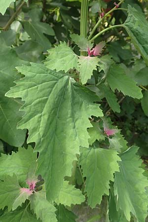 Chenopodium x reynieri \ Hybrid-G�nsefu� / Hybrid Goosefoot, D Pforzheim 26.6.2016
