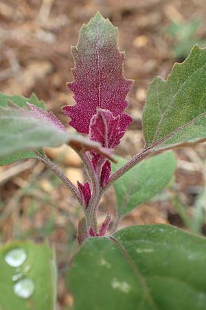 Chenopodium x reynieri \ Hybrid-G�nsefu� / Hybrid Goosefoot, D Werne 11.7.2018