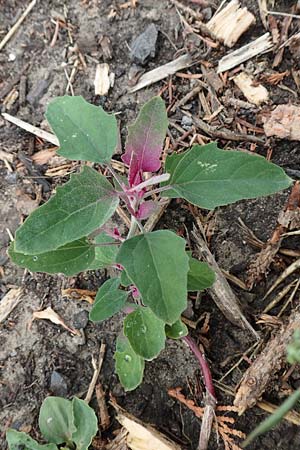 Chenopodium x reynieri \ Hybrid-G�nsefu� / Hybrid Goosefoot, D Werne 11.7.2018