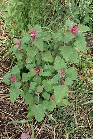 Chenopodium x reynieri \ Hybrid-G�nsefu� / Hybrid Goosefoot, D Werne 11.7.2018