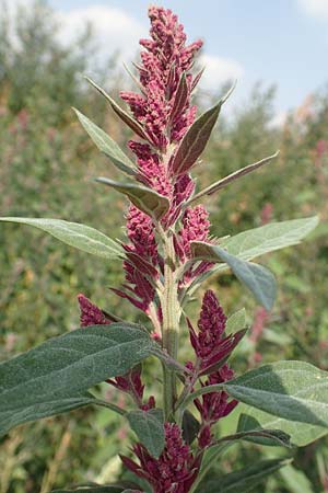 Chenopodium x reynieri \ Hybrid-G�nsefu� / Hybrid Goosefoot, D Werne 23.8.2018