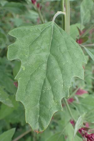 Chenopodium x reynieri \ Hybrid-G�nsefu� / Hybrid Goosefoot, D Werne 23.8.2018
