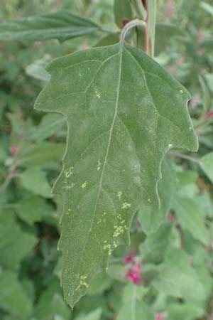 Chenopodium x reynieri \ Hybrid-G�nsefu� / Hybrid Goosefoot, D Werne 23.8.2018