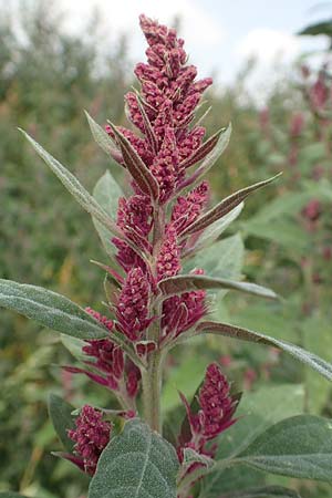 Chenopodium x reynieri \ Hybrid-G�nsefu� / Hybrid Goosefoot, D Werne 23.8.2018