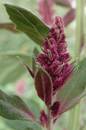 Chenopodium x reynieri \ Hybrid-G�nsefu� / Hybrid Goosefoot, D Werne 23.8.2018
