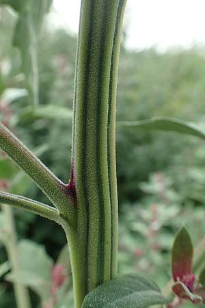 Chenopodium x reynieri \ Hybrid-G�nsefu� / Hybrid Goosefoot, D Werne 23.8.2018