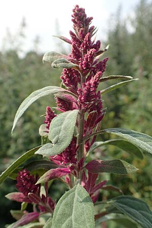 Chenopodium x reynieri \ Hybrid-G�nsefu� / Hybrid Goosefoot, D Werne 23.8.2018
