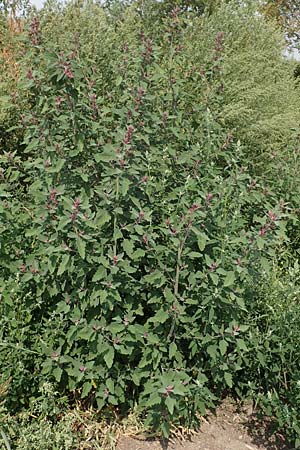 Chenopodium x reynieri \ Hybrid-G�nsefu� / Hybrid Goosefoot, D Werne 23.8.2018