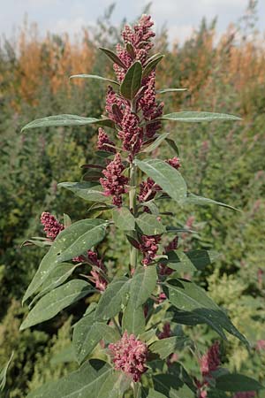 Chenopodium x reynieri \ Hybrid-G�nsefu� / Hybrid Goosefoot, D Werne 23.8.2018