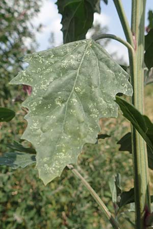 Chenopodium x reynieri \ Hybrid-G�nsefu� / Hybrid Goosefoot, D Werne 23.8.2018